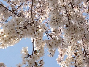 桜、満開