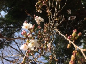 土屋公園の桜　開花宣言！