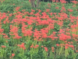 坂戸曼珠沙華開花！